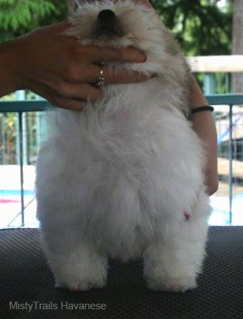 The chest of a fluffy dog that is standing on a porch table. A person's hand is touching the side of the dog and their other hand is lifting the little dogs head.