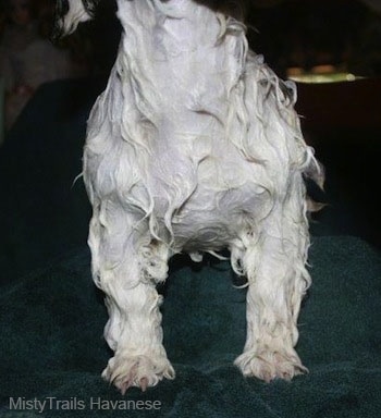 The chest of a wet white dog that is standing on a towel. The dog has straight front legs