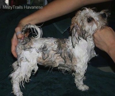 A wet white with tan and black puppy is posing on a towel and a person is helping to pose the dog in a show stack.