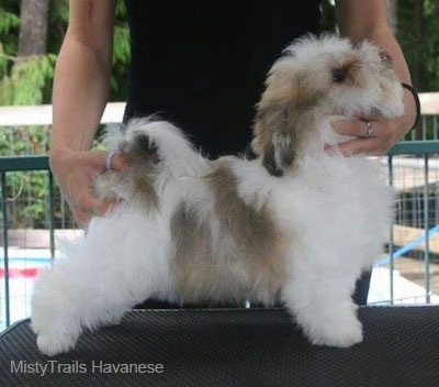 Right Profile - A white with tan and black puppy is being posed in a show stack by a person.