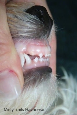Close Up Left Profile - the Teeth of a dog. The dog's teeth line up