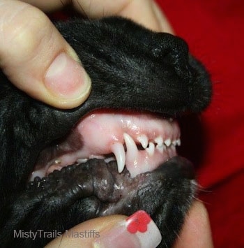 Side view of a person exposing the teeth of a dog. The dog's teeth line up