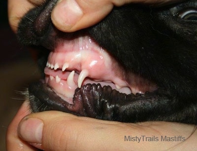 Close Up Right Profile - a person exposing the teeth of a dog, the dog's teeth line up