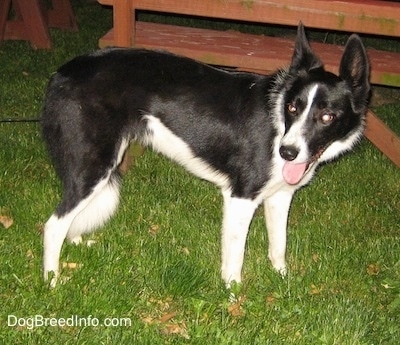 Lucy the Border Collie standing outside in front of a wooden bench with its mouth open and tongue out