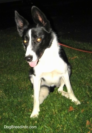Lucy the Border Collie sitting outside at night with its tongue out