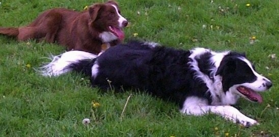 Bib and Tucker the Border Collies laying outside in the grass with their mouths open and tongues out