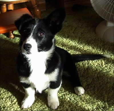 corgi mix border collie