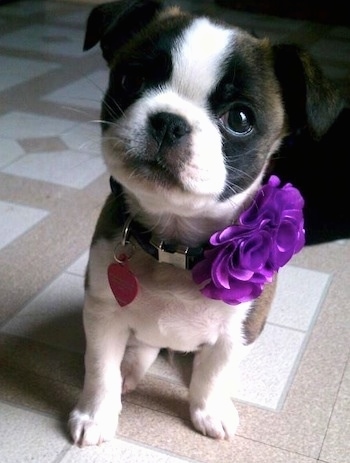 Close Up - The front left side of a gray with white and black Boston Chin that is sitting on a tiled floor, in a kitchen with a purple flower on its collar.