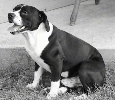 A black and white photo of a Boston Spaniel that is sitting across a yard, it is looking to the left, its mouth is open and its tongue is out.