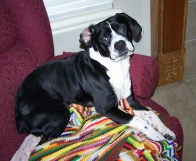 The right side of a black with white Boston Spaniel that is laying across a chair and it is looking forward.