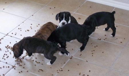 Four Boston Spaniel puppies are eating kibble off of a tiled floor and there is one Boston Spaniel puppy that is sitting in between them.