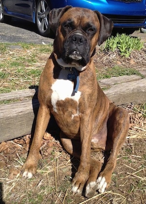 Bruno the Boxer sitting outside against a flower garden bed rail and looking at the camera holder