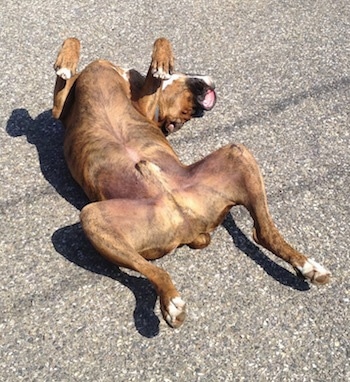 Bruno the Boxer laying upside down belly-up on a blacktop