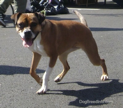 Front side view - A large-breed, tan with white Boxer mix dog is trotting across a black top surface. Its mouth is open and tongue is out and it looks happy.