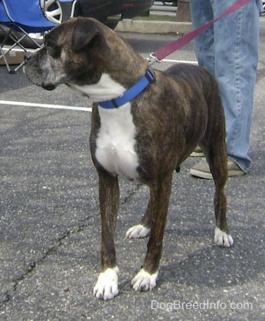 Boxer looking to the left on a blacktop at a flea market