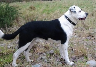 border collie x boxer