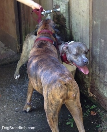 Bruno the Boxer and Spencer the Pit Bull Terrier standing under a water faucet