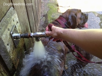 Bruno the Boxer getting water poured on his back at the park faucet