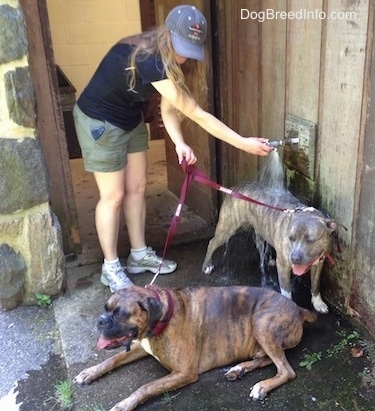 Bruno the Boxer laying down in a puddle and Spencer the Pit Bull Terrier is still getting water poured on him at a faucet by his owner