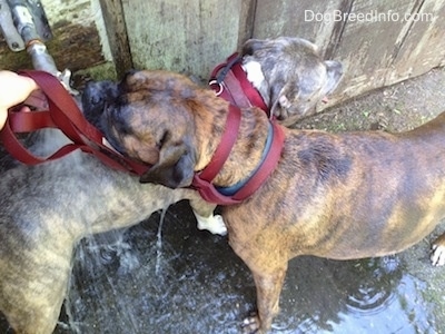 Close Up - Bruno the Boxer drinking from the water faucet