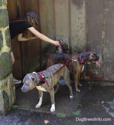 Bruno the Boxer getting water poured on his back and Spencer the Pit Bull Terrier standing next to him looking into the distance