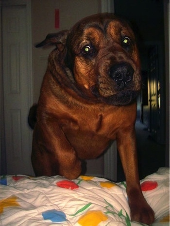 Deizel the Mastweiler climbing up on to a bed