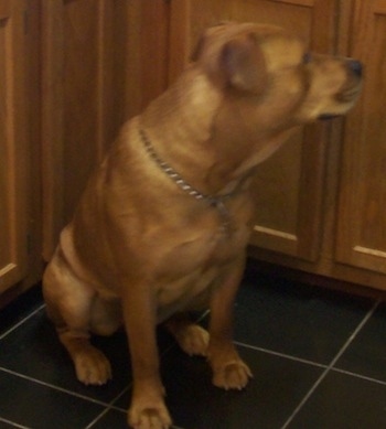 Ghana the Bull Mastweiler sitting in the kitchen on a tiled floor in front of cabinets looking to the right