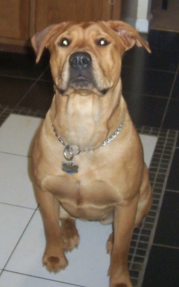 Ghana the Bull Mastweiler sitting in the kitchen on a tiled floor