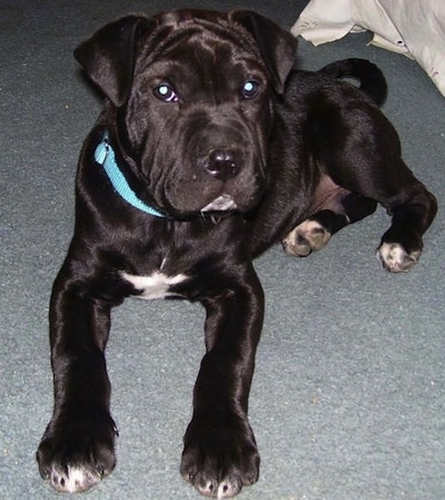 bullmastiff black and white