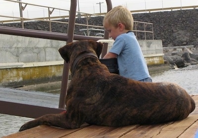 Waylon the Mastweiler laying on a wooden dock looking at a child dig into a bucket