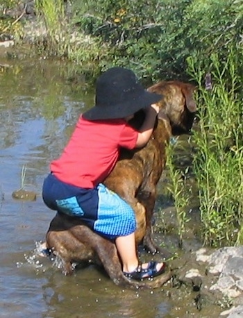 Waylon the Mastweiler in a body of water with a child sitting on his back