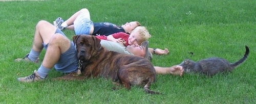 Waylon the Mastweiler laying in grass with a man, two children and a cat