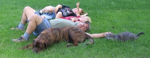 Waylon the Mastweiler sleeping in grass with a man and two children and a cat