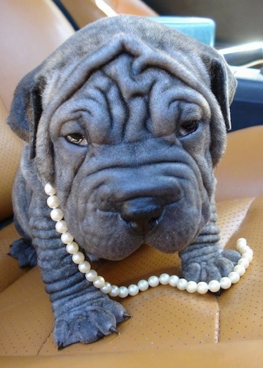 shar pei bulldog mix