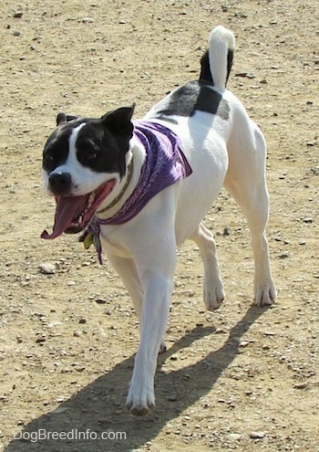 The front left side of a white with black Bullboxer Pit that is wearing a purple bandana and it is walking across a dirt surface. Its mouth is open and its tongue is out.