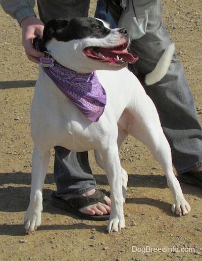 A white with black Bullboxer Pit that is wearing a purple bandana, it is standing on dirt, its mouth is open and its tongue is out. There is a person standing overtop of it and holding its collar.