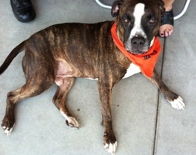 Topdown view of a brindle with white Bullboxer Staff that is wearing a bandana, it is laying down and it is looking up.