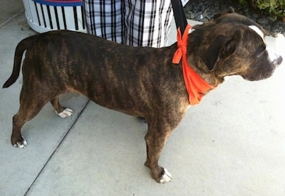 The front right side of a brindle with white Bullboxer Staff that is wearing an orange bandana, that is standing up and it is looking to the right.