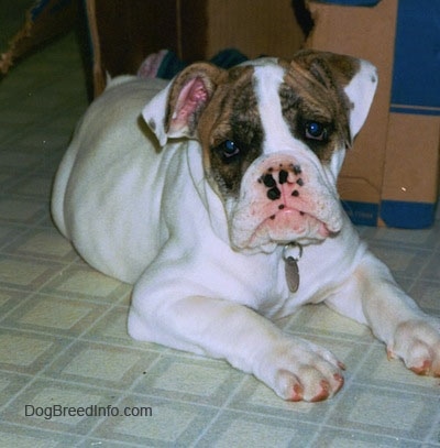 The front right side of a white with brown Bulldog puppy that is laying next to a partially chewed carboard box and it is looking forward.