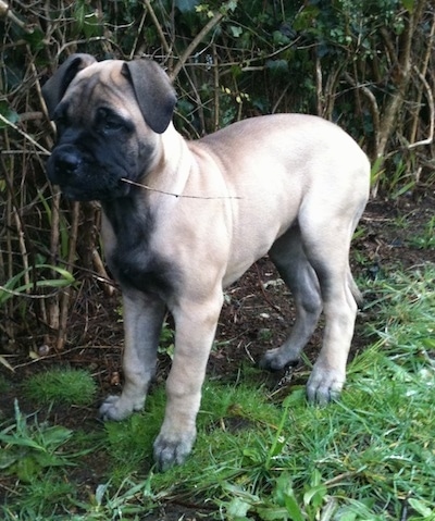 dark brindle bullmastiff