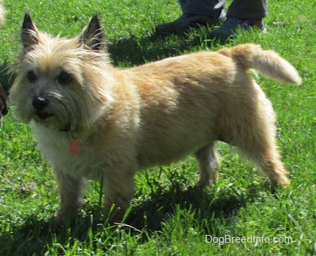 purebred terrier dogs