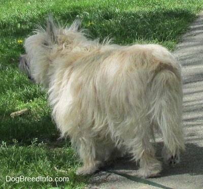 Fannie Mae the Cairn Terrier is standing over the grass with her back towards the camera
