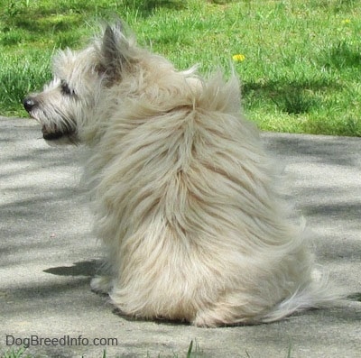 Fannie Mae the Cairn Terrier is sitting on a sidewalk and looking to the left with her back towards the camera