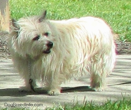 Fannie Mae the Cairn Terrier is standing outside and looking back to the right