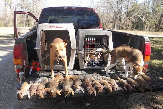 Three Kemmer Stock Hybrid Squirrel Dogs are standing on the back of a truck bed. There are two dogs in the bed of the truck who are in-between two dog crates and a row of dead squirrels laying on the open tail gate.