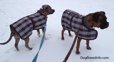 Spencer the Pit Bull Terrier and Bruno the Boxer standing in the snow looking into the distance