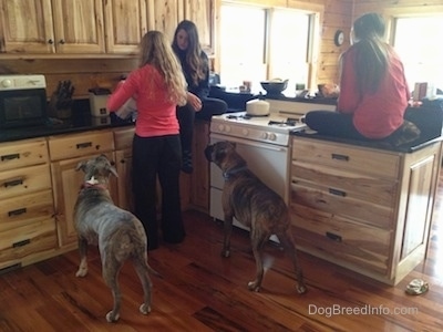 Spencer the Pit Bull Terrier and Bruno the Boxer waiting for a treat with two teenagers sitting on the kitchen counters and another standing up