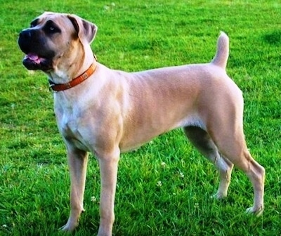 Cassie the tan Cane Corso Italiano is standing outside and looking to the left