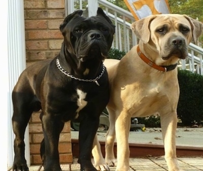 Cane Corso Italiano Dog Breed Information And Pictures