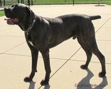 Shady the Cane Corso Italiano is standing outside on a concrete surface with a chain link fence behind him. Shady has his mouth open and tongue out